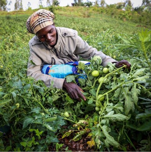 Tomato grower