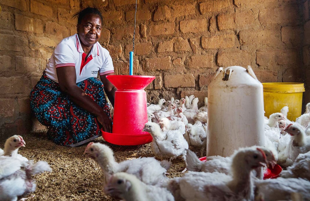 A woman kneels in the corner of a building while tending to her chickens.