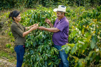 Model farmer and THRIVE participant Alejandro and his wife, Gloria, look at coffee blossoms on their coffee farm in Yamaranguila, Honduras.