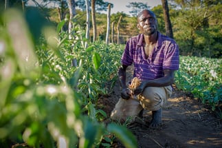 Milton, in Zambia, kneels in his family’s garden of tomatoes, beans, and collard greens