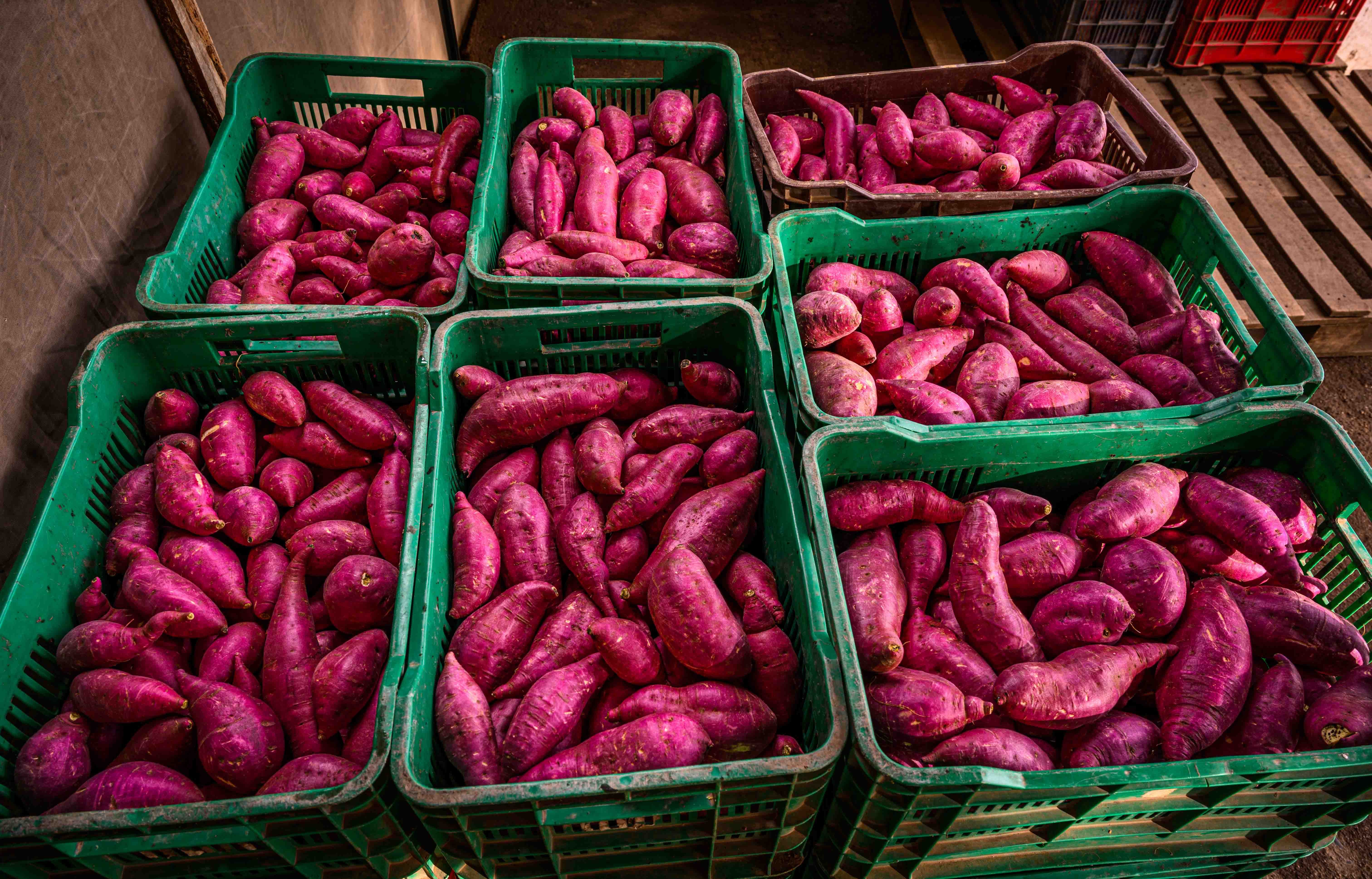 Crates full of sweet potatoes ready to deliver to Walmart