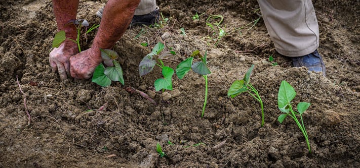 The muddy hands of Tulio as he plants sweet potato seedlings in the ground