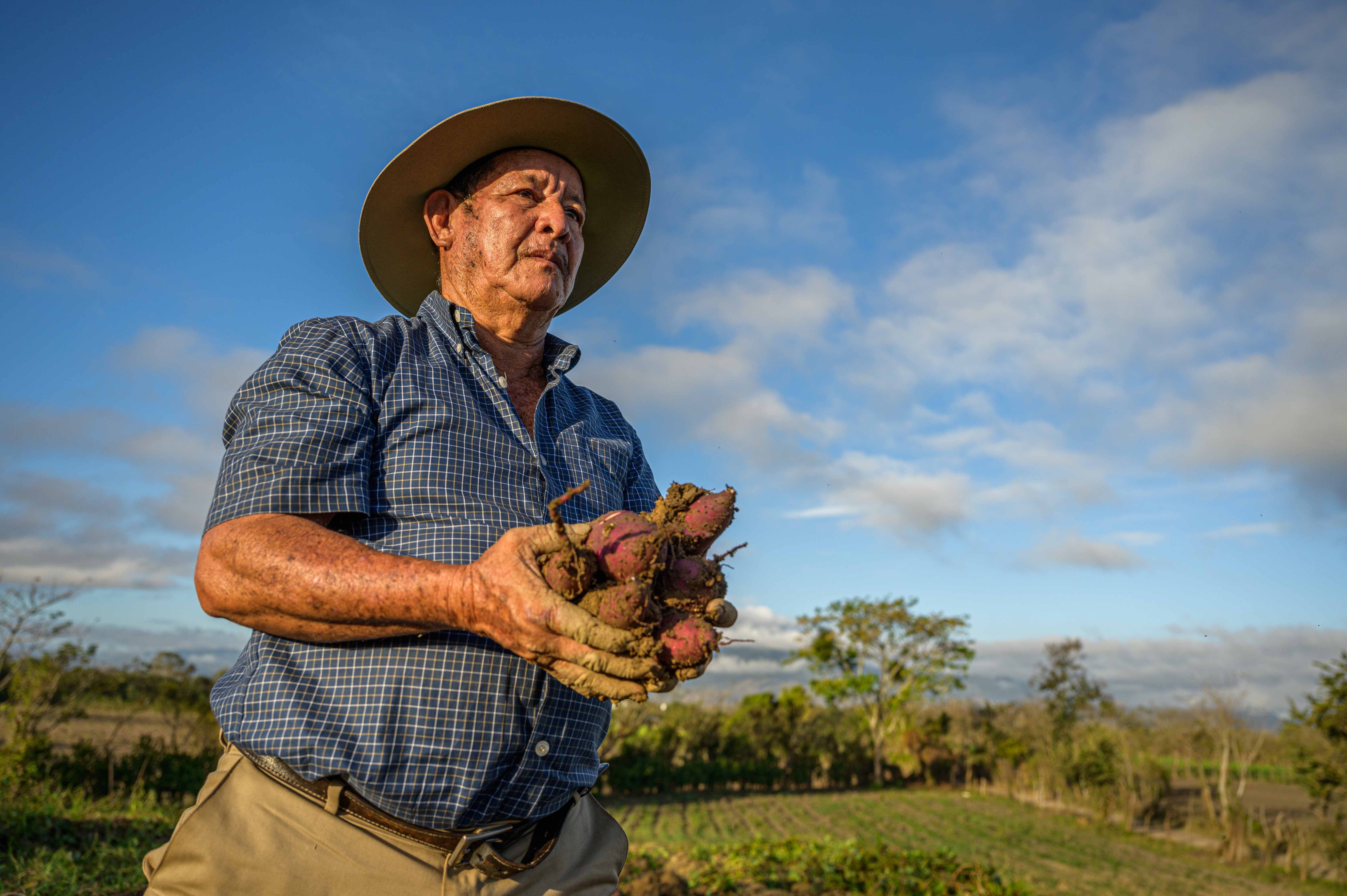 Tulio holds freshly harvested sweet potatoes in his hands.