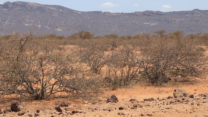 Dry, bare bushes in dusty ground fill the frame.