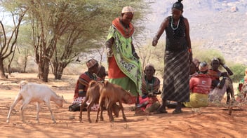 Two Kenyan women in front of three goats drop acacia pods to the dusty ground for the goats to eat.