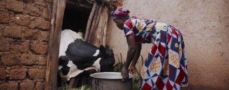 Esperance feeding her family’s cow. The nutritious milk from this cow helps feed her kids, plus gives her the ability to sell any surplus for added income.  (©2018 World Vision)