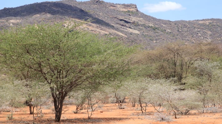 Green trees grow tall in front of a green hilly backdrop.